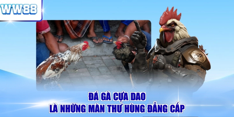 Đá gà cựa dao là những màn thư hùng đẳng cấp