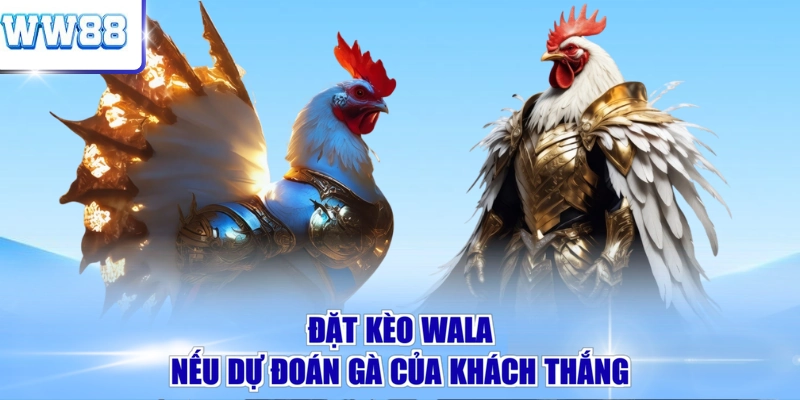 Đặt kèo Wala nếu dự đoán gà của khách thắng