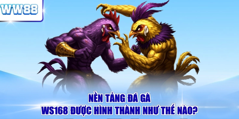 Nền tảng đá gà WS168 được hình thành như thế nào?